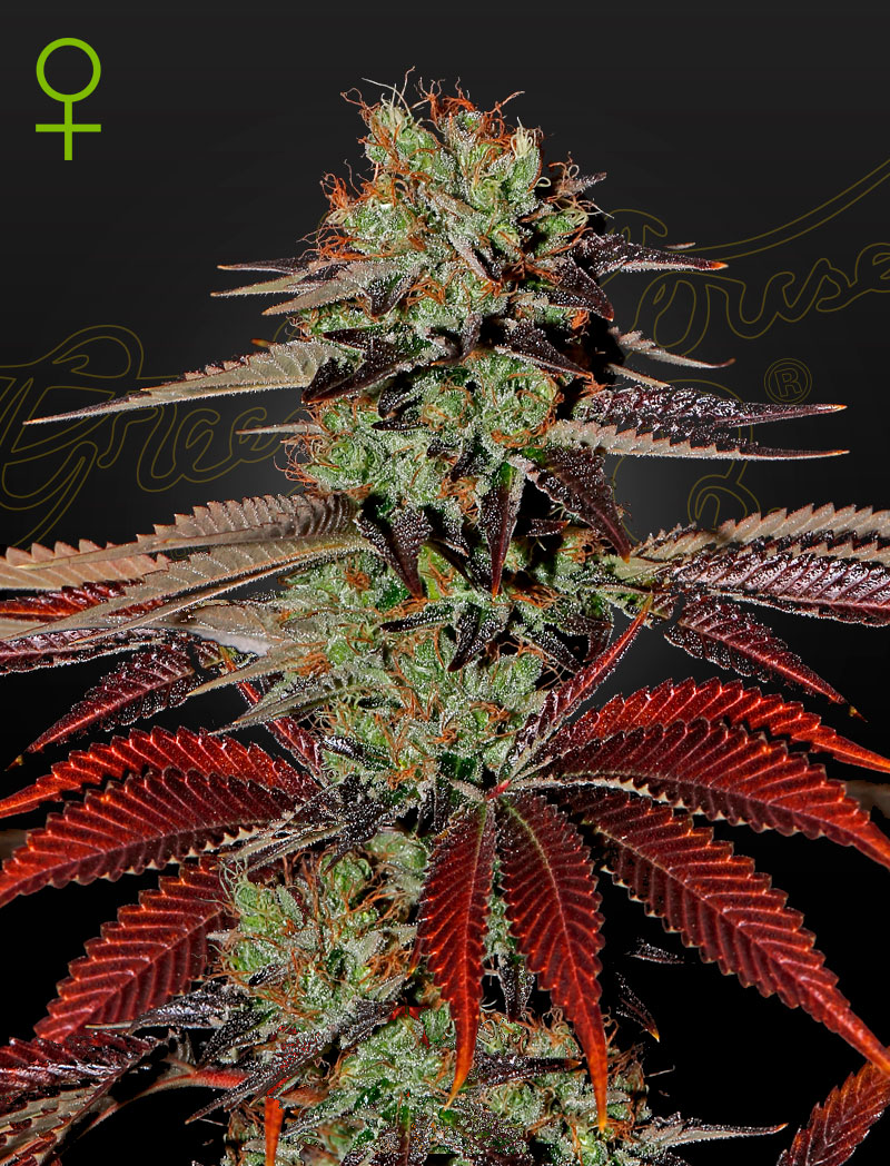 King’s Kush Strain Autoflower Marijuana Seeds