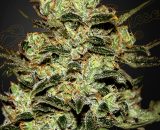 Moby Dick Strain Hybrid Marijuana Seeds