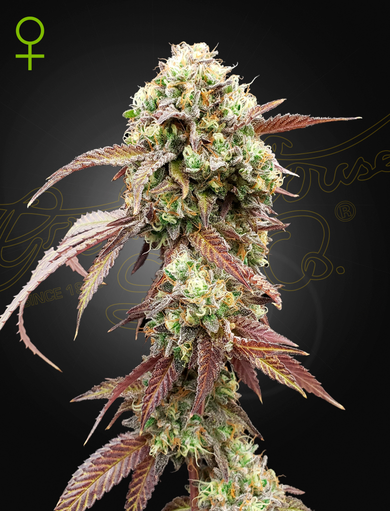 West Coast OG X Gelato 41 Strain Autoflower Marijuana Seeds