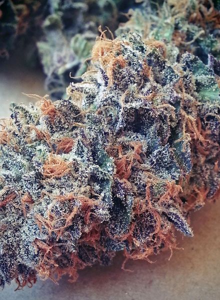 Ultimate Purple Strain Regular Marijuana Seeds