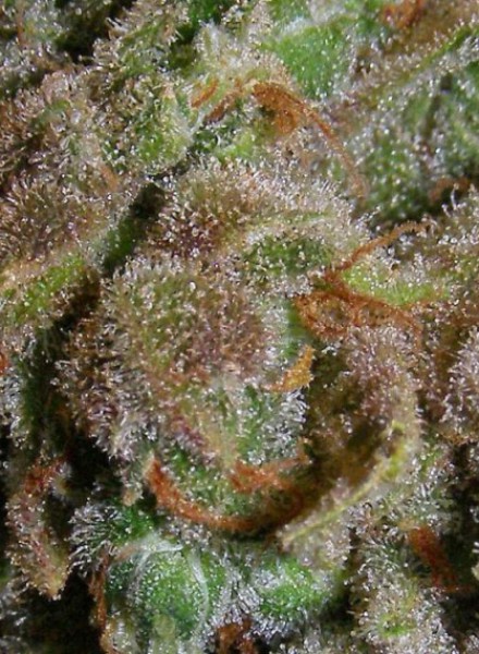 Amnesia Haze Regular Marijuana Seeds