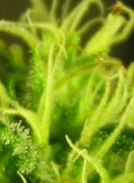 Albino Rhino Strain Regular Marijuana Seeds