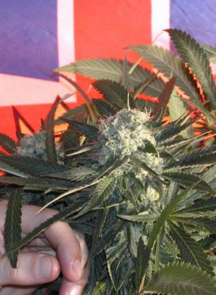BC Sweet Tooth Strain Regular Marijuana Seeds