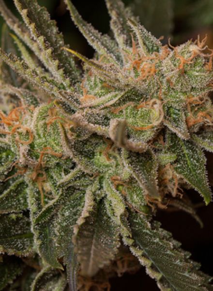 Cookie Dog Strain Autoflower Marijuana Seeds