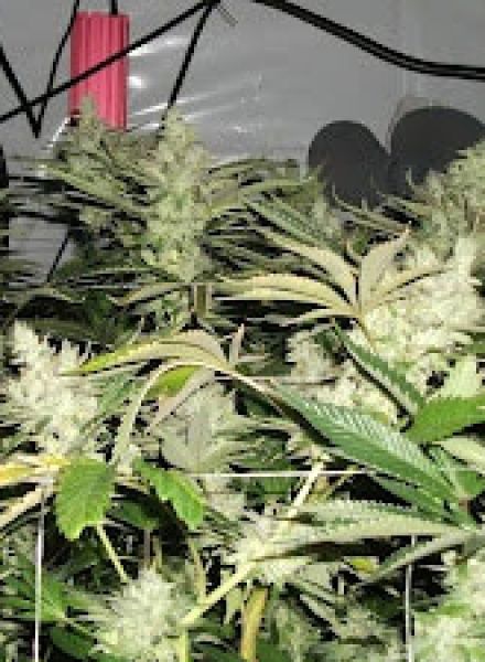 BC Rockstar Strain Regular Marijuana Seeds