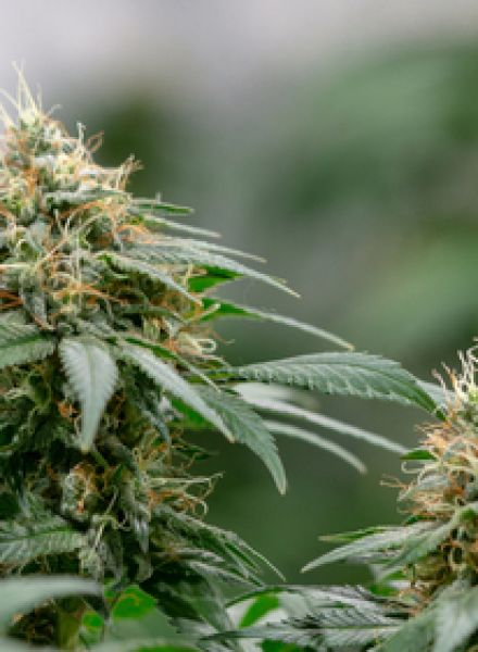 Super Bud Strain Autoflower Marijuana Seeds
