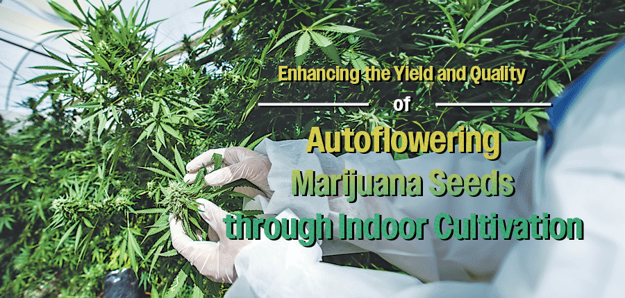 Enhancing the yield and quality of autoflowering marijuana seeds through indoor cultivation