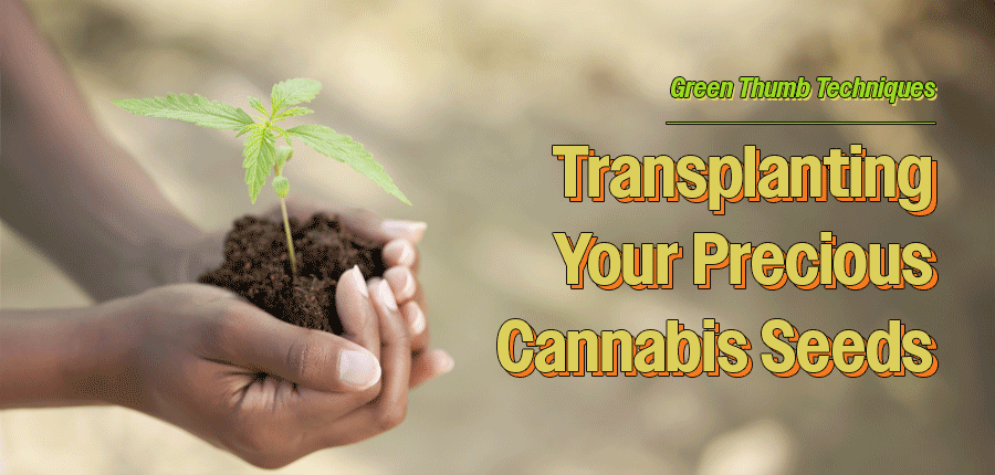 transplanting cannabis