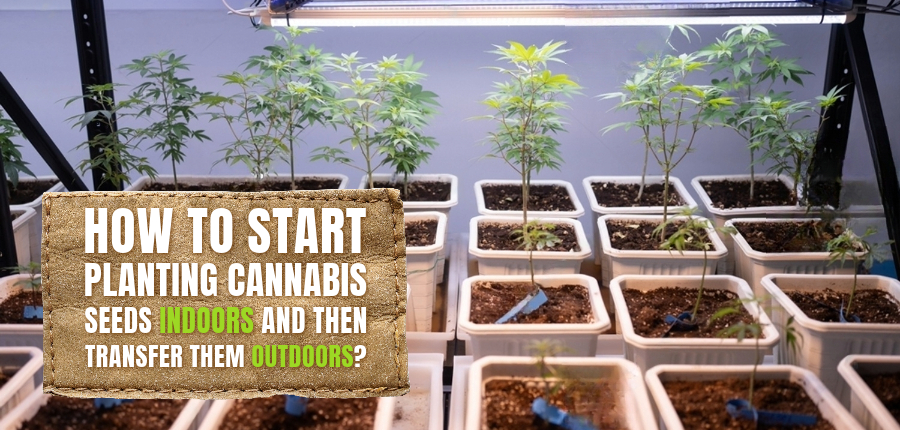 How To Start Planting Cannabis Seeds Indoors And Then Transfer Them Outdoors?