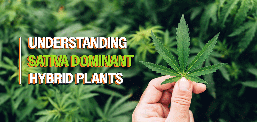 Understanding Sativa Dominant Hybrid Plants: Key Points to Consider