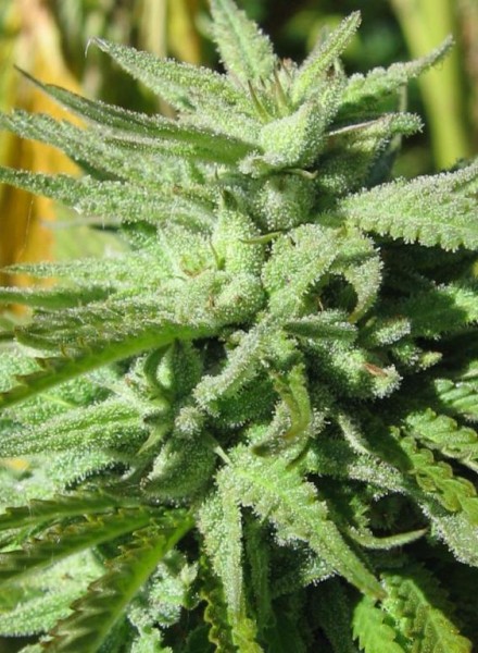 BC Hash Plant Feminized Marijuana Strain