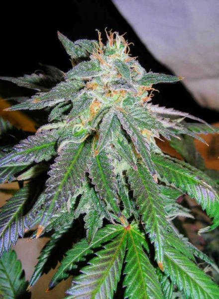 Northern Lights Strain Regular Marijuana Seeds