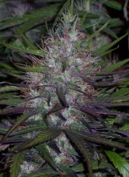 Purple Afghani Strain Regular Marijuana Seeds