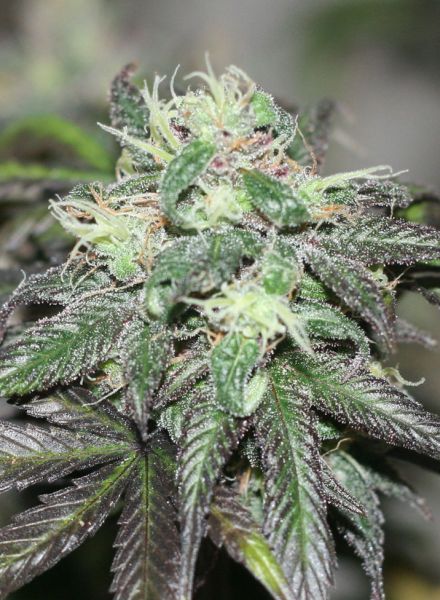 Purple Buddha Strain Regular Marijuana Seeds