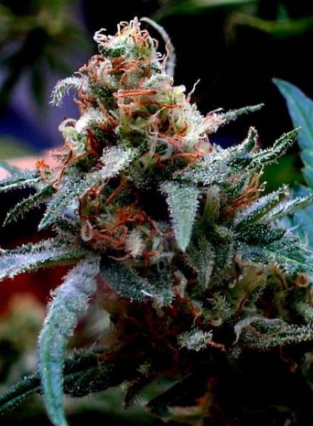 UBC Chemo Strain Regular Marijuana Seeds