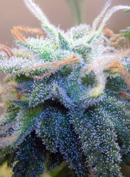 White Widow Strain Regular Marijuana Seeds