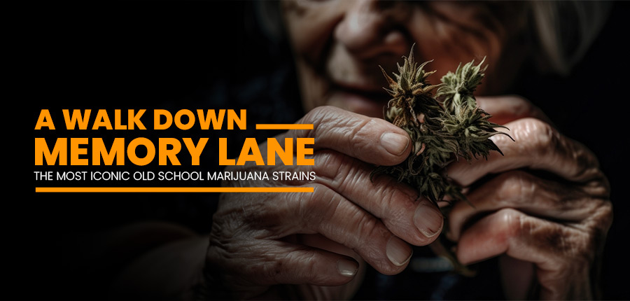 A Walk Down Memory Lane: The Most Iconic Old-School Marijuana Strains