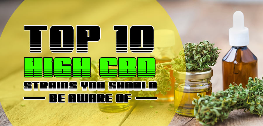Top 10 High CBD Strains You Should Be Aware Of