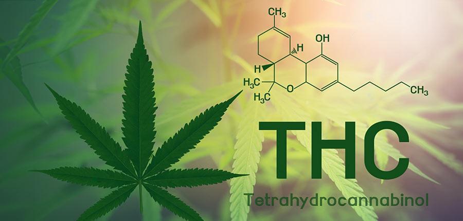 Highest THC Cannabis