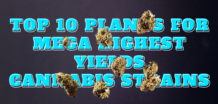 Top 10 Plants for Mega Highest Yields Cannabis Strains